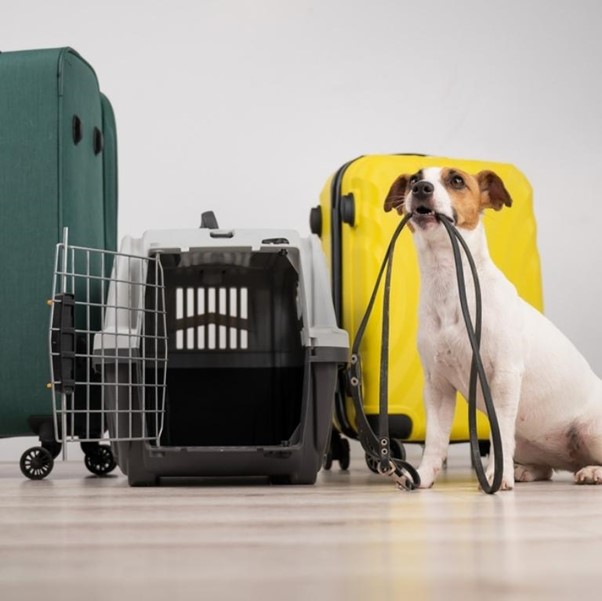 Best Pet Relocation in Singapore Import Pets By Same-Day-Pups Pet Movers