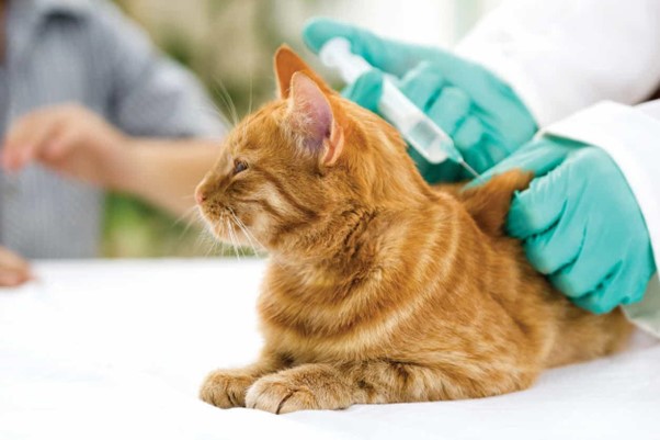 Vaccination Requirements for Imported Pets